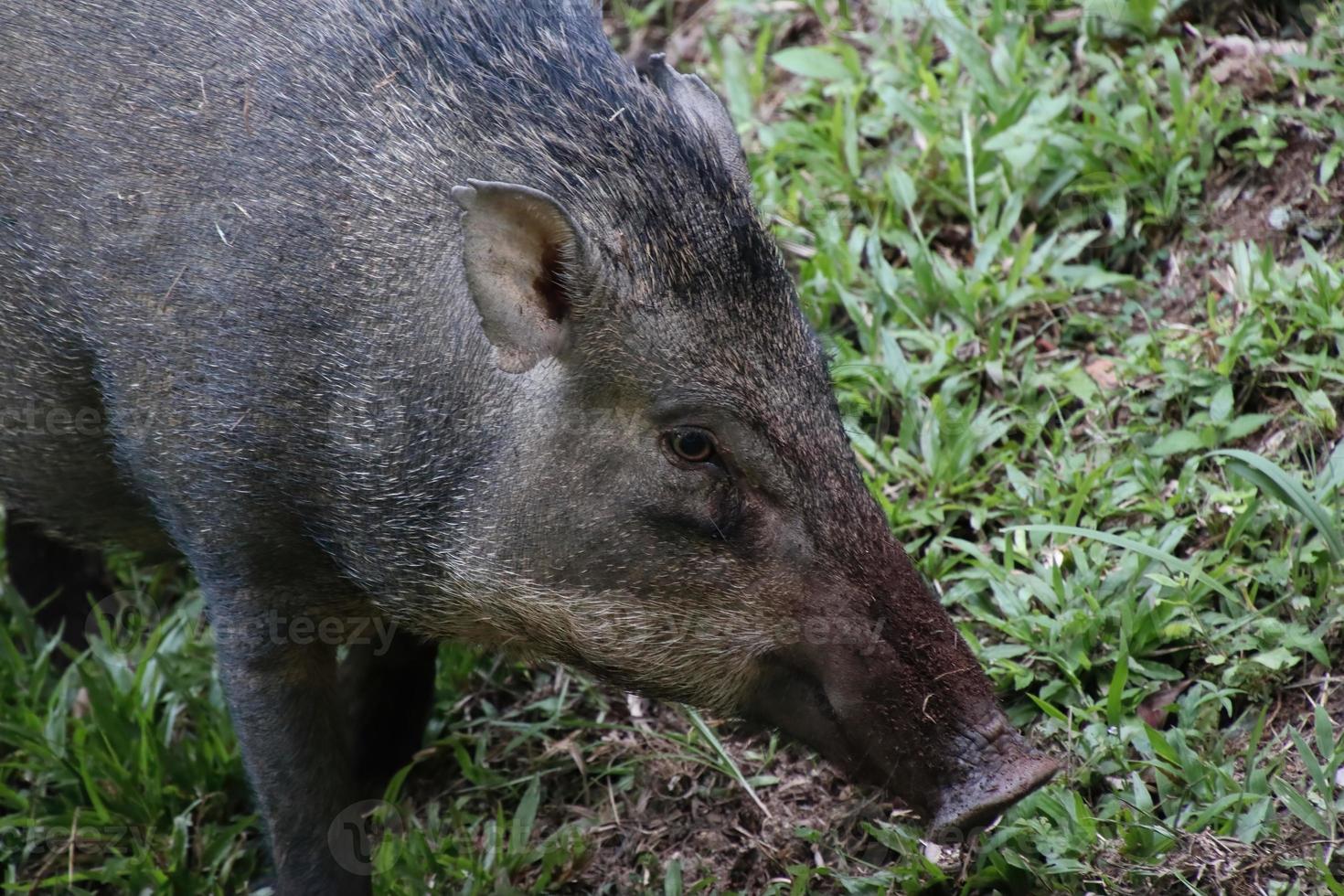 Wild boar, sus scrofa on the forest floor photo