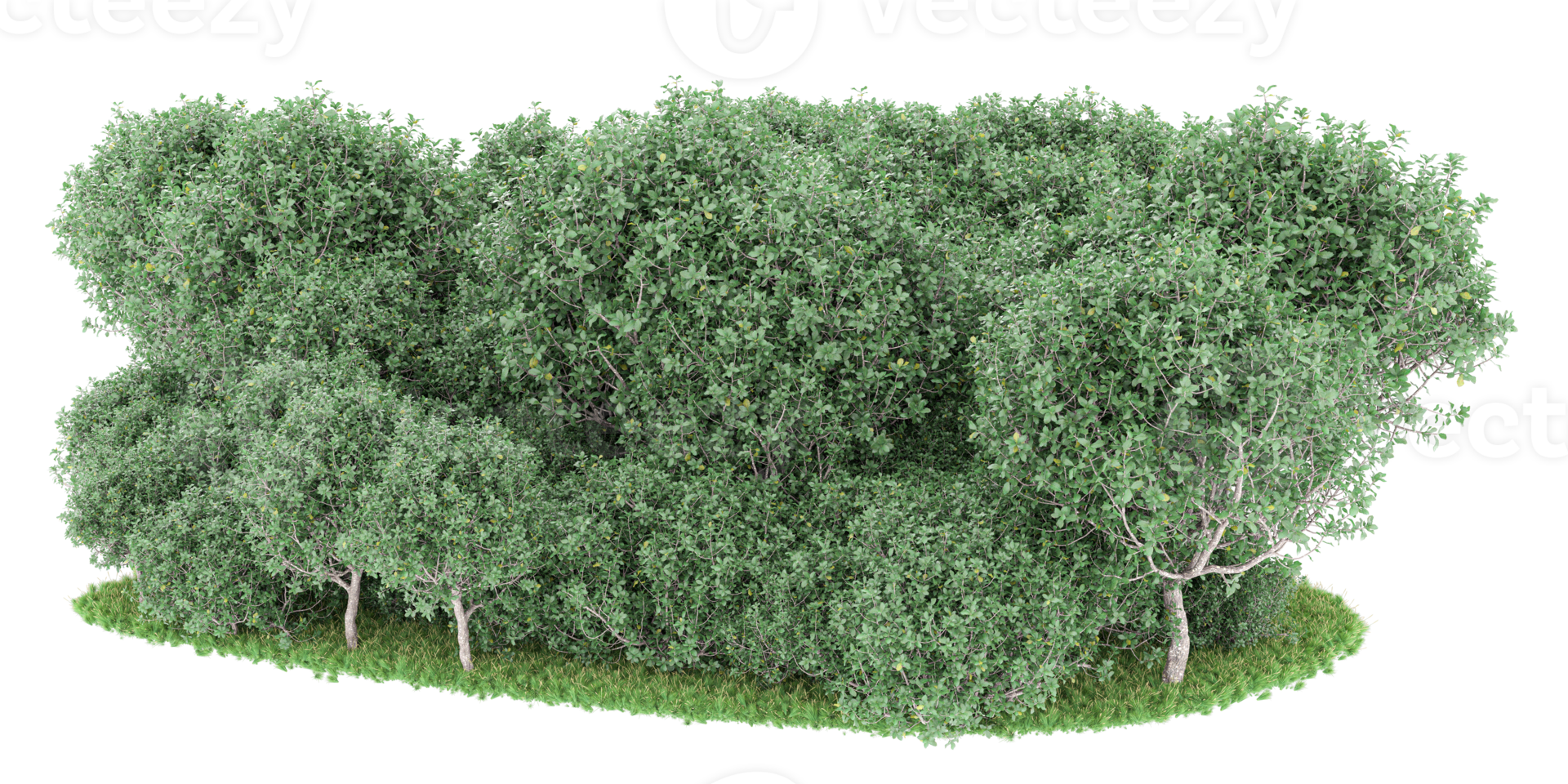 Realistic forest isolated on transparent background. 3d rendering - illustration png