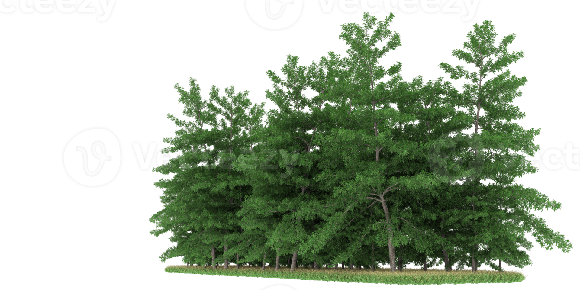 Realistic forest isolated on transparent background. 3d rendering - illustration png