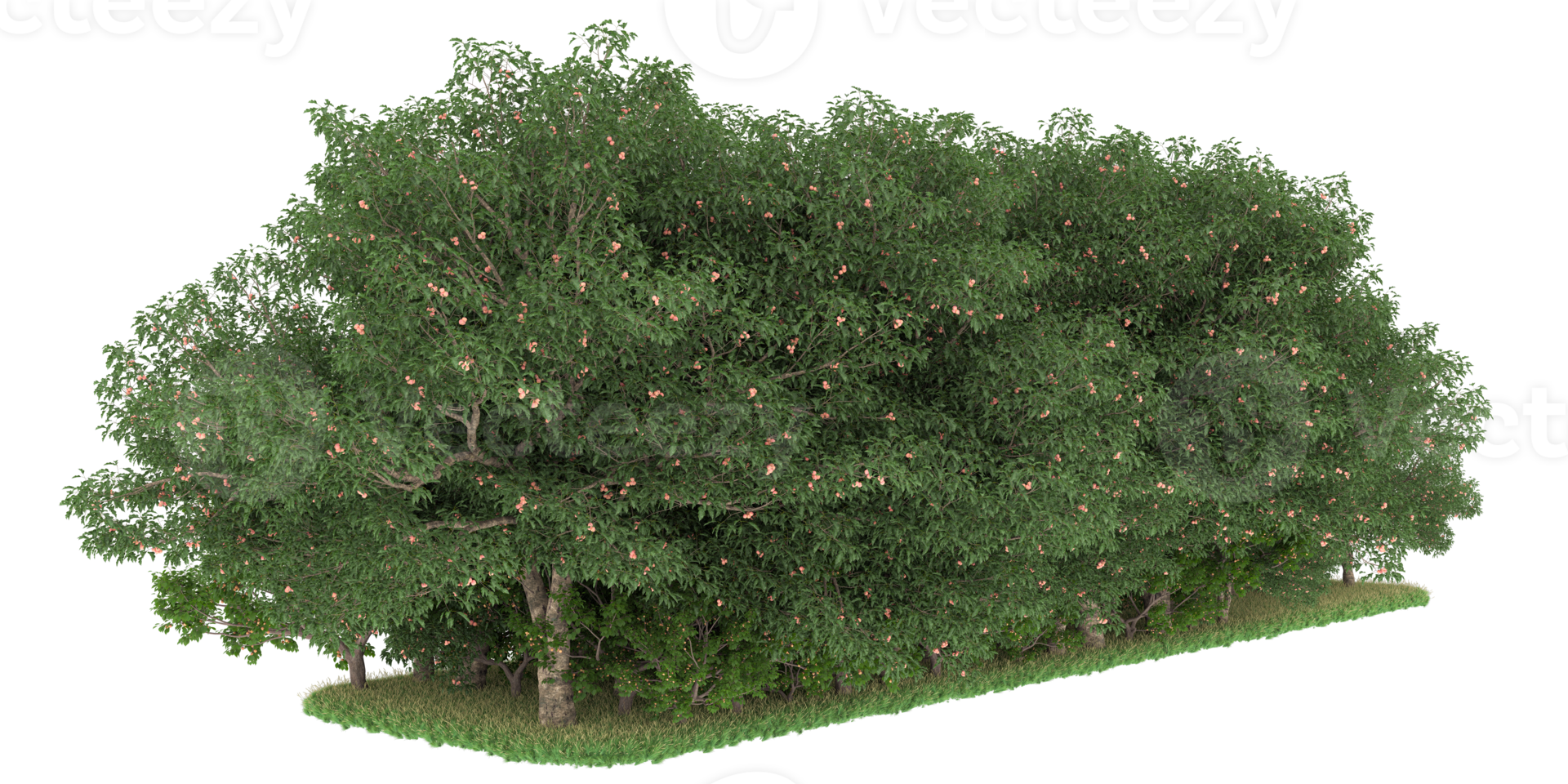 Realistic forest isolated on transparent background. 3d rendering - illustration png