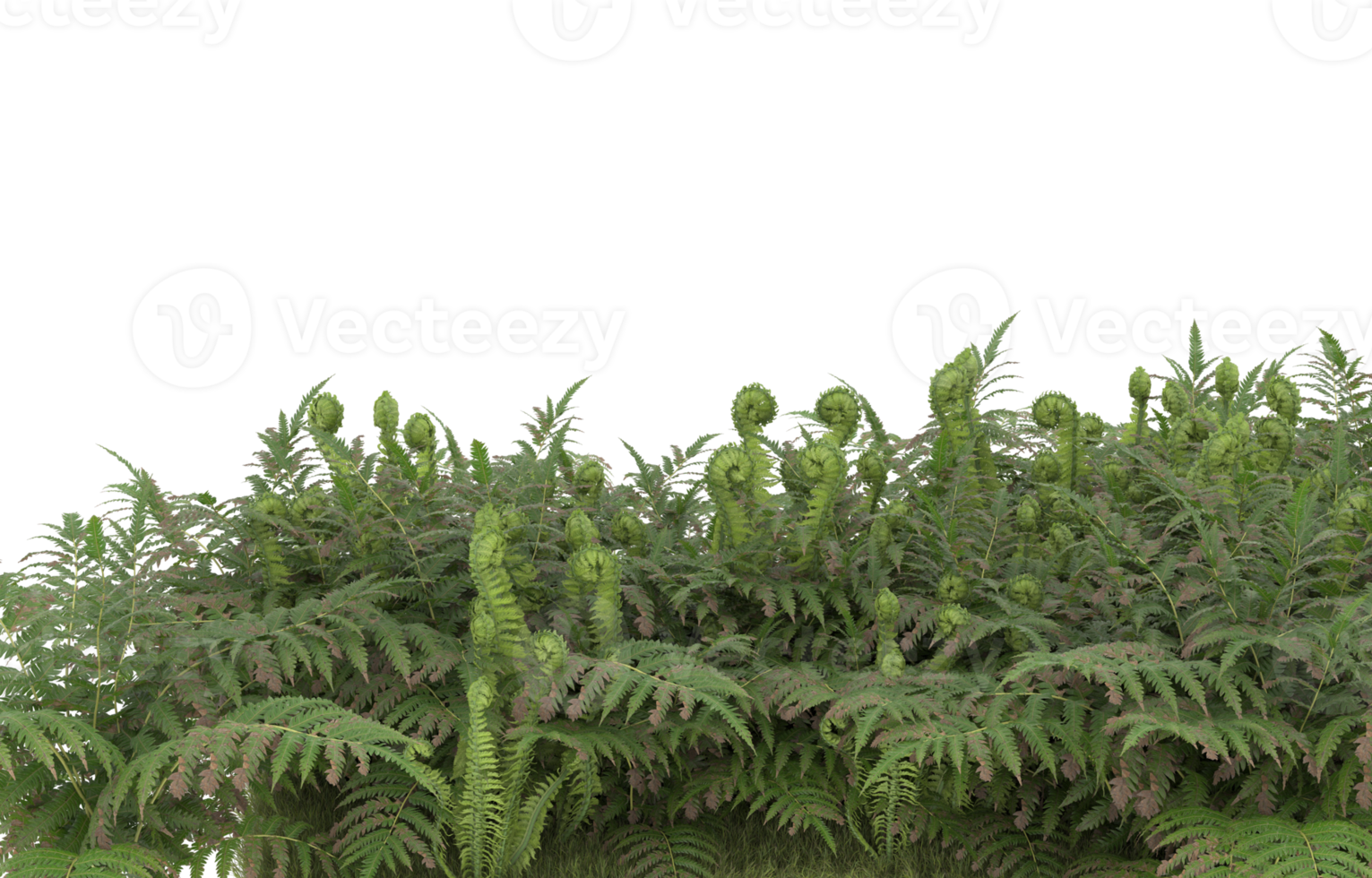 Realistic foliage isolated on transparent background. 3d rendering - illustration png