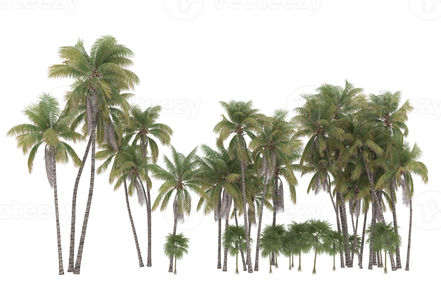 Palm trees isolated on transparent background. 3d rendering - illustration png