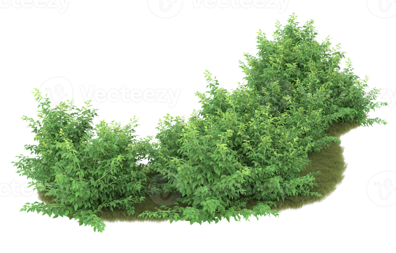 Realistic foliage isolated on transparent background. 3d rendering - illustration png