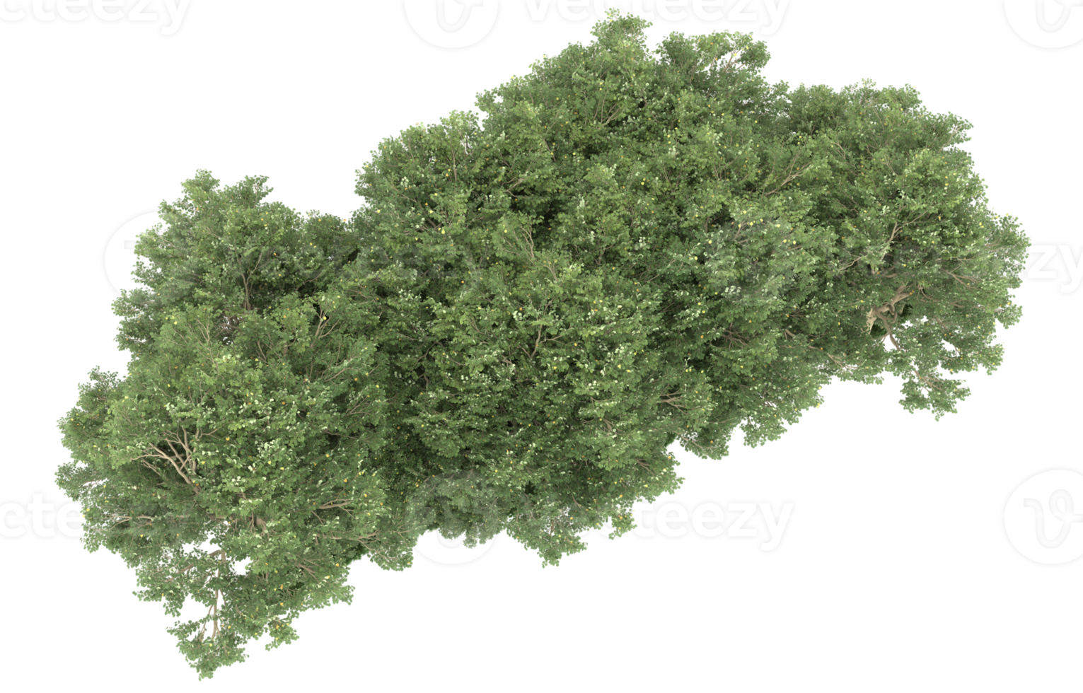 Realistic forest isolated on transparent background. 3d rendering - illustration png