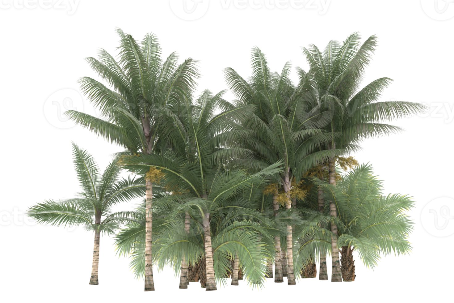 Palm trees isolated on transparent background. 3d rendering - illustration png