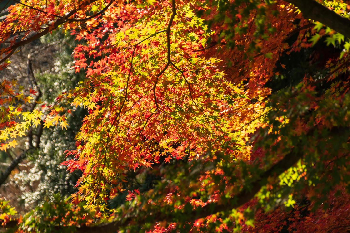 primer plano de las hojas del árbol de arce durante el otoño con cambio de color en la hoja en amarillo anaranjado y rojo, caída de la textura de fondo natural concepto de otoño foto