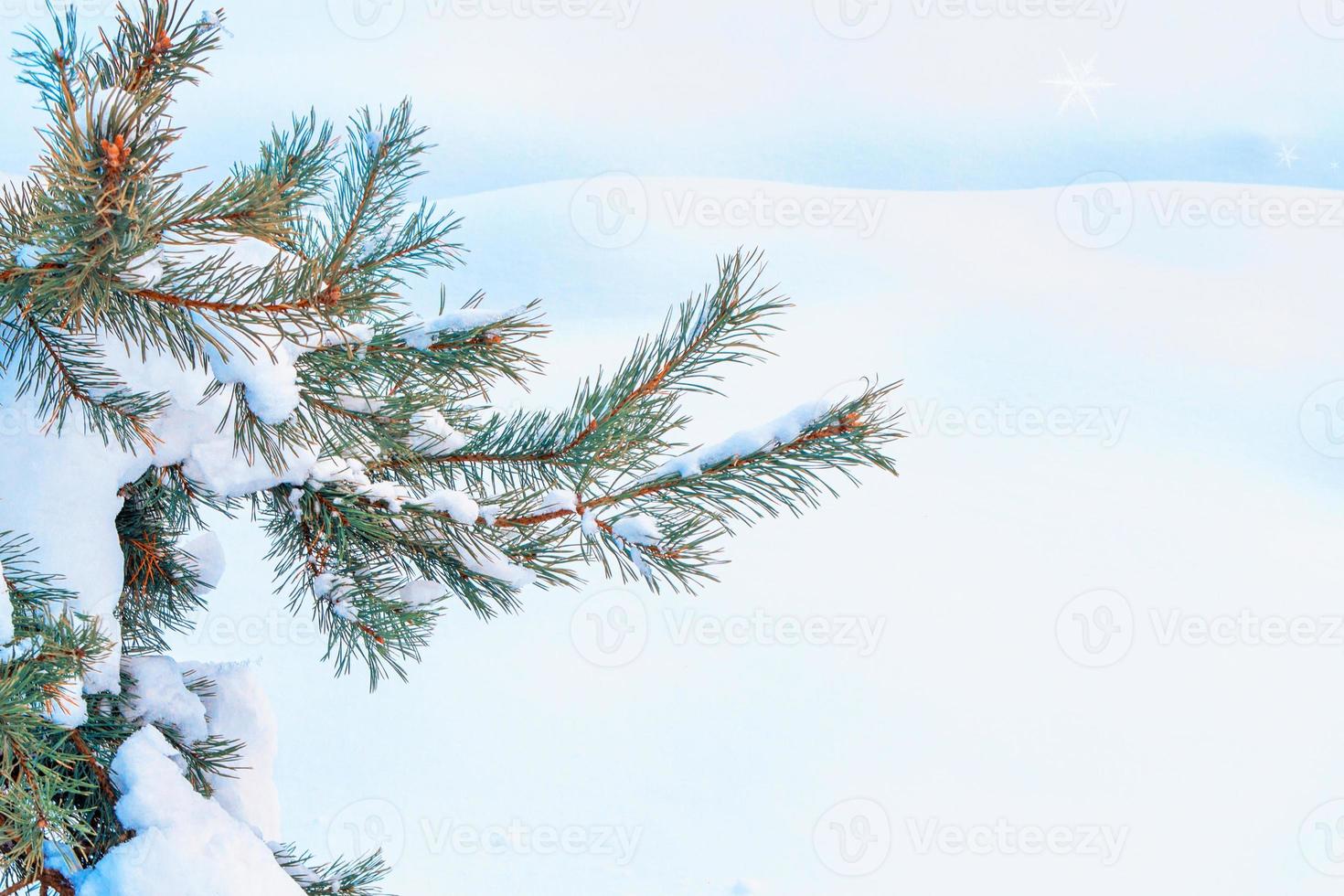 Coniferous spruce branch. Frozen winter forest with snow covered trees. photo