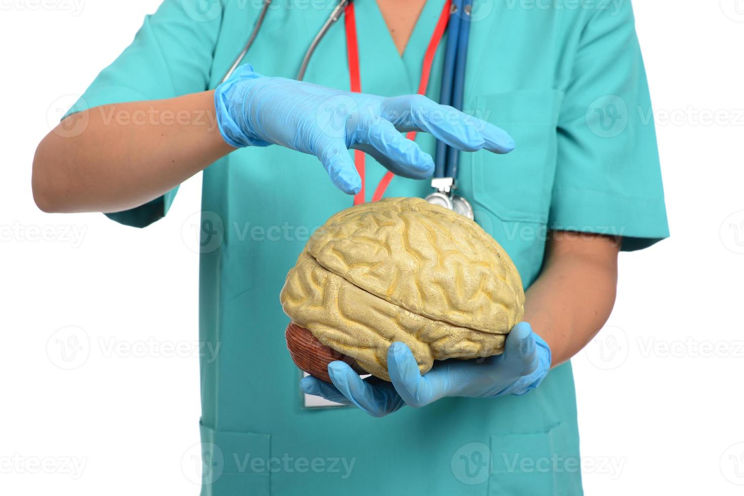 Female doctor holding a human brain model against white background photo