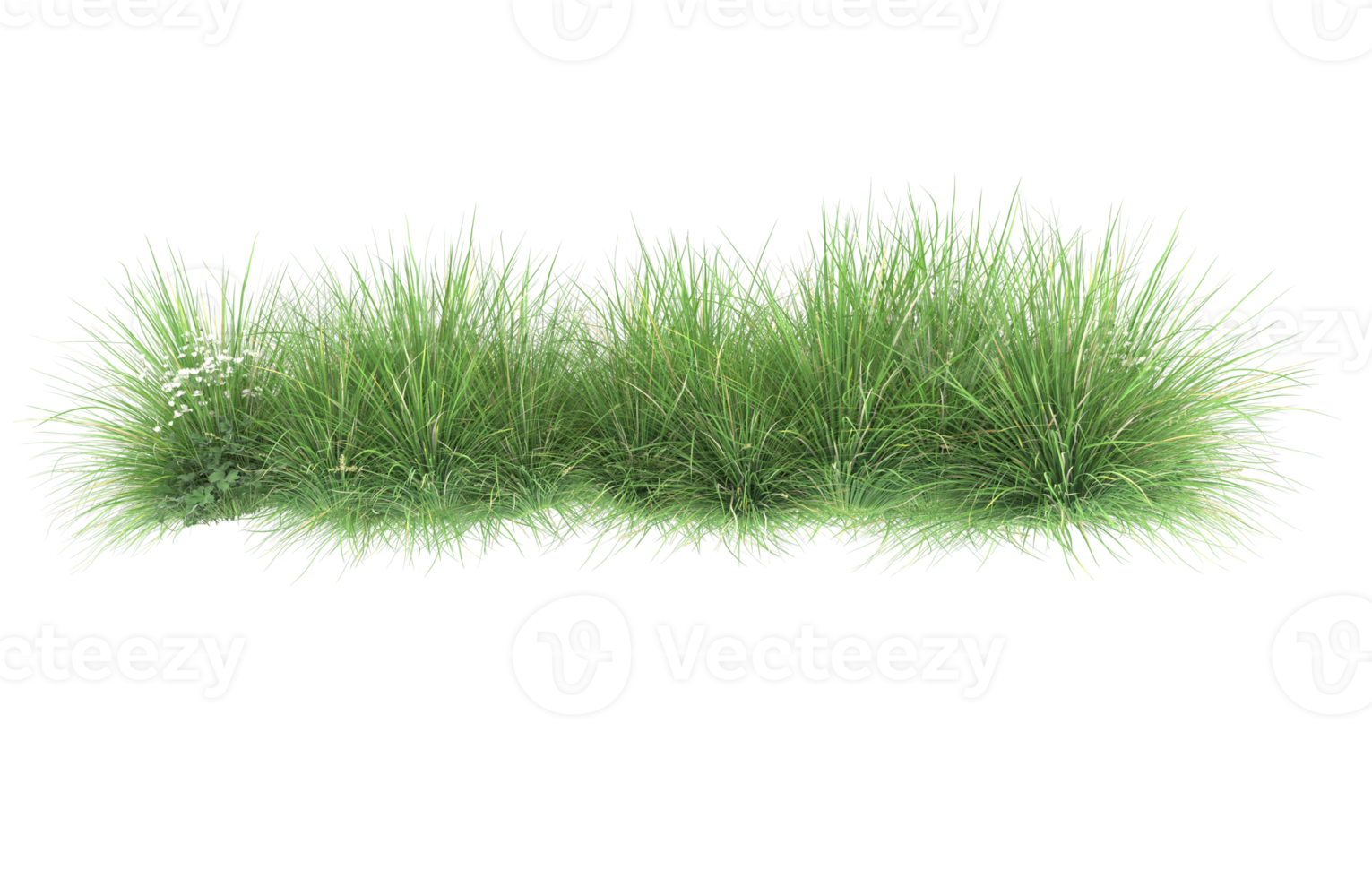 Realistic foliage isolated on transparent background. 3d rendering - illustration png