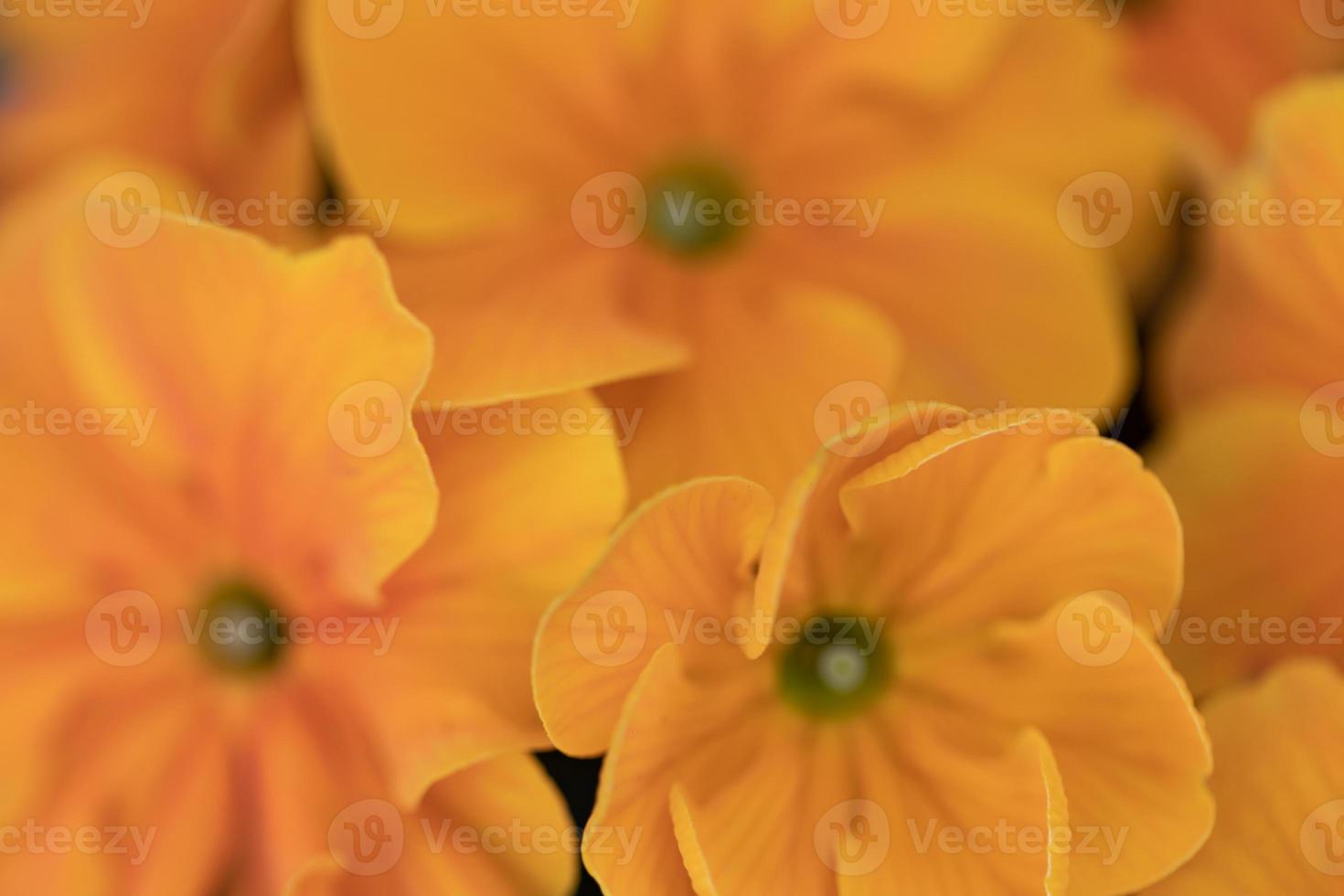 hermosas y suaves flores de primavera verano de color amarillo y naranja. fondo de naturaleza de inspiración, primer plano de flores florecientes. postal de banner de escritorio floral. imagen artística suave y romántica, espacio de copia foto
