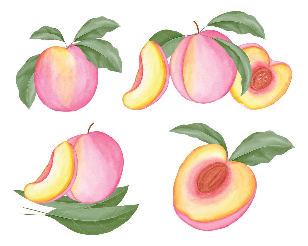 Watercolor peaches clipart, beautiful watercolor peach illustration vector