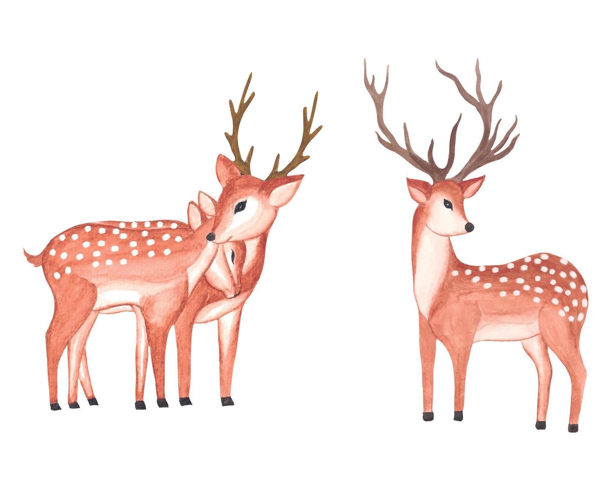 Watercolor Deer Clipart, Valentine couple deer illustration with watercolor floral frame vector