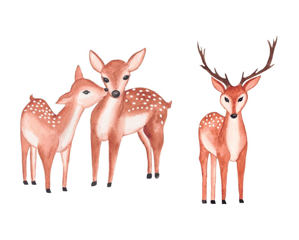 Watercolor Deer Clipart, Valentine couple deer illustration with watercolor floral frame vector