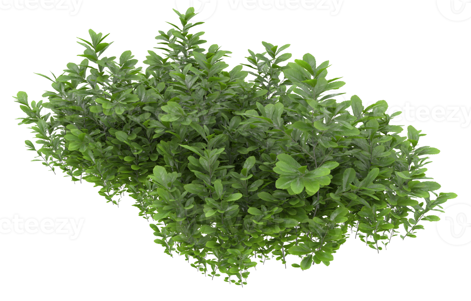 Realistic foliage isolated on transparent background. 3d rendering - illustration png
