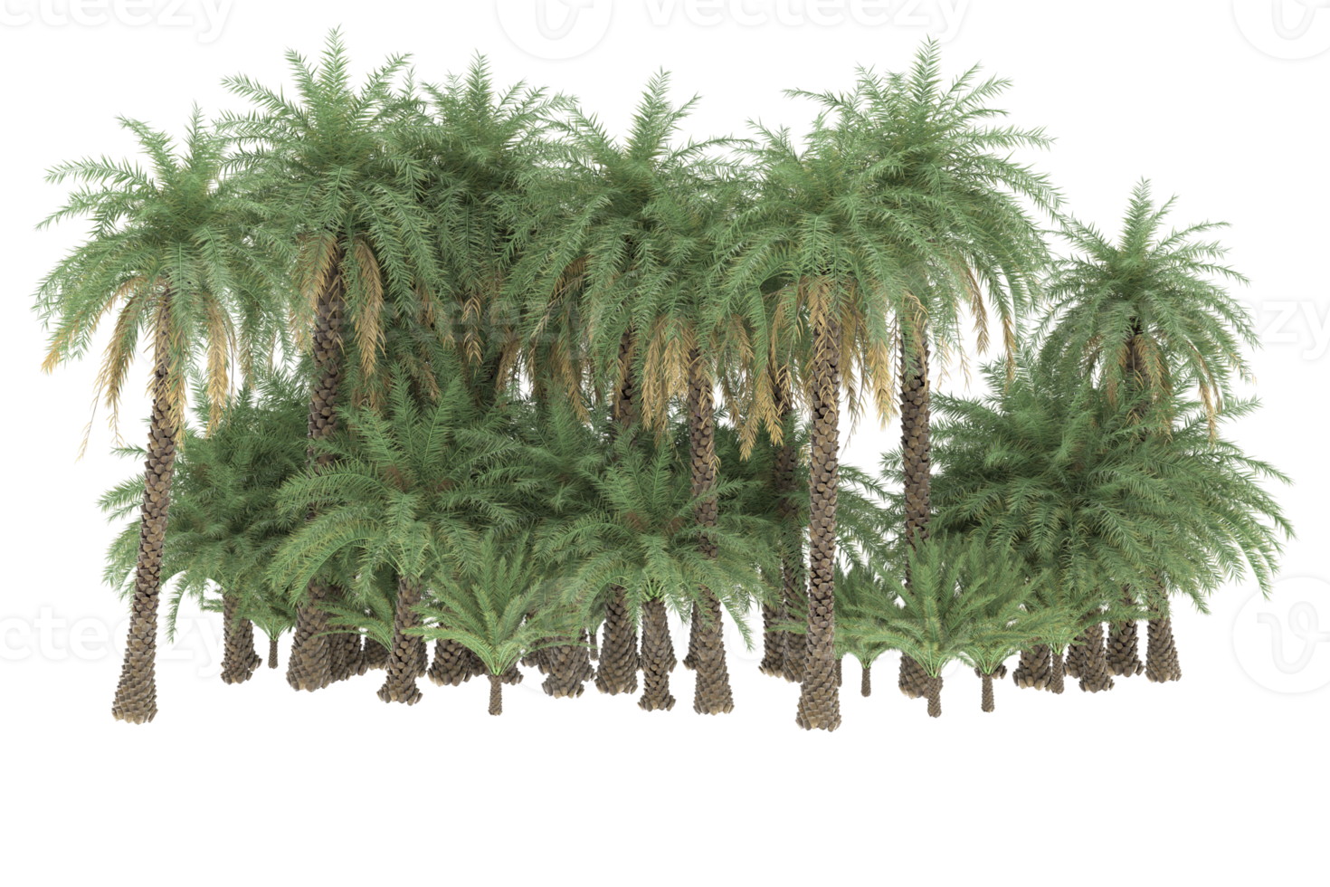 Palm trees isolated on transparent background. 3d rendering - illustration png