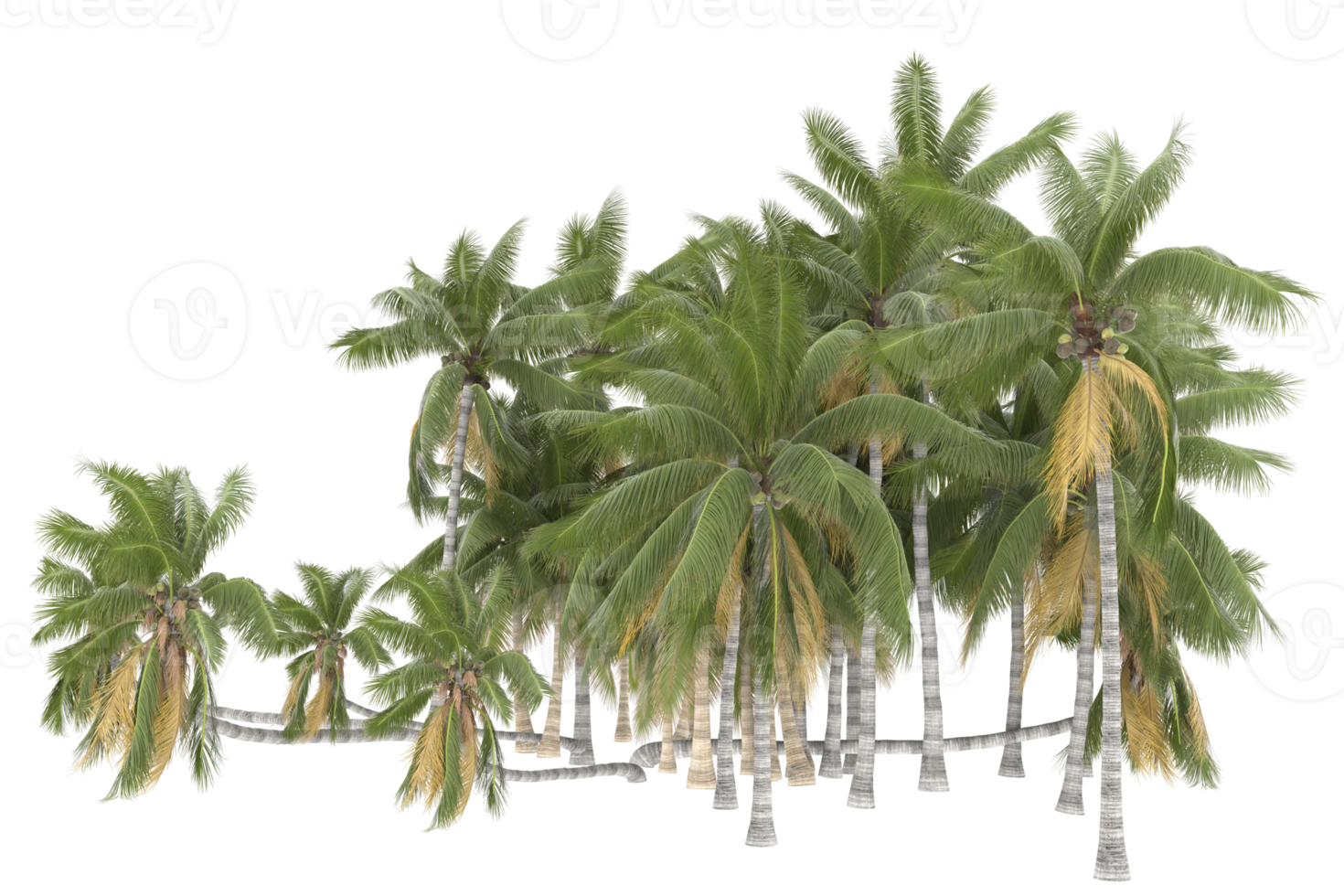 Palm trees isolated on transparent background. 3d rendering - illustration png