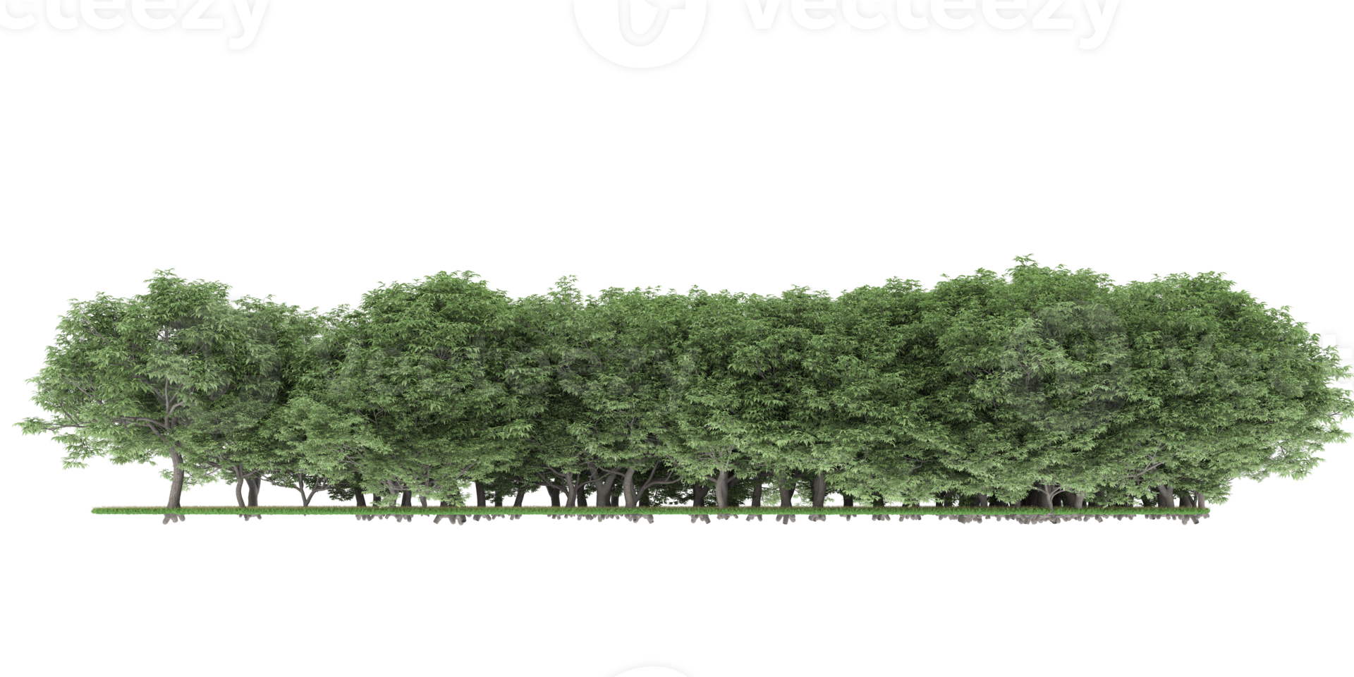 Realistic forest isolated on transparent background. 3d rendering - illustration png