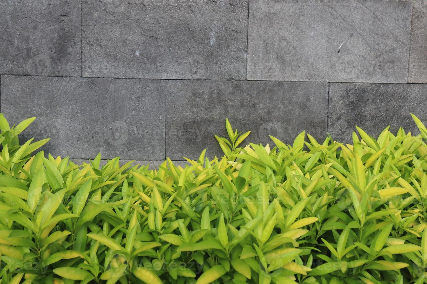 green flowers on the wall photo