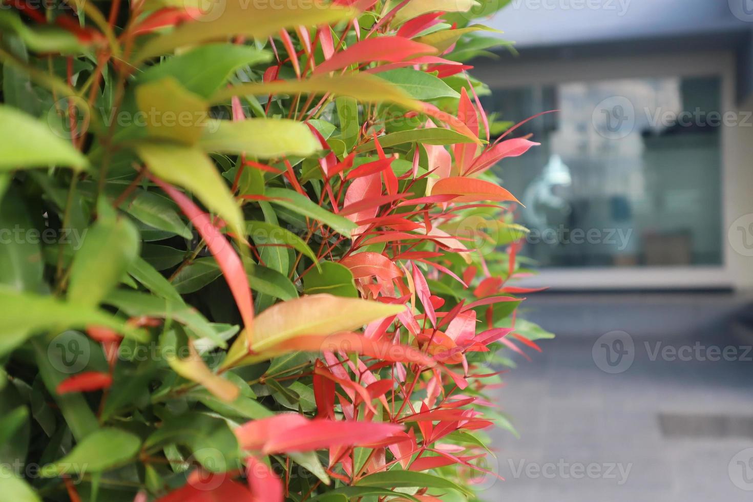 Close up photo of red bud flower, empty space to write quotes or something else