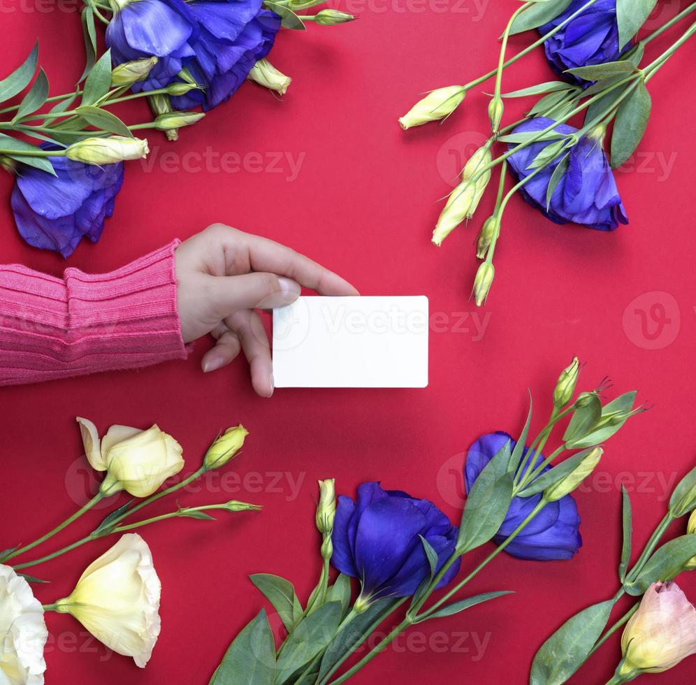 female hand in pink sweater holding a blank white paper business card photo