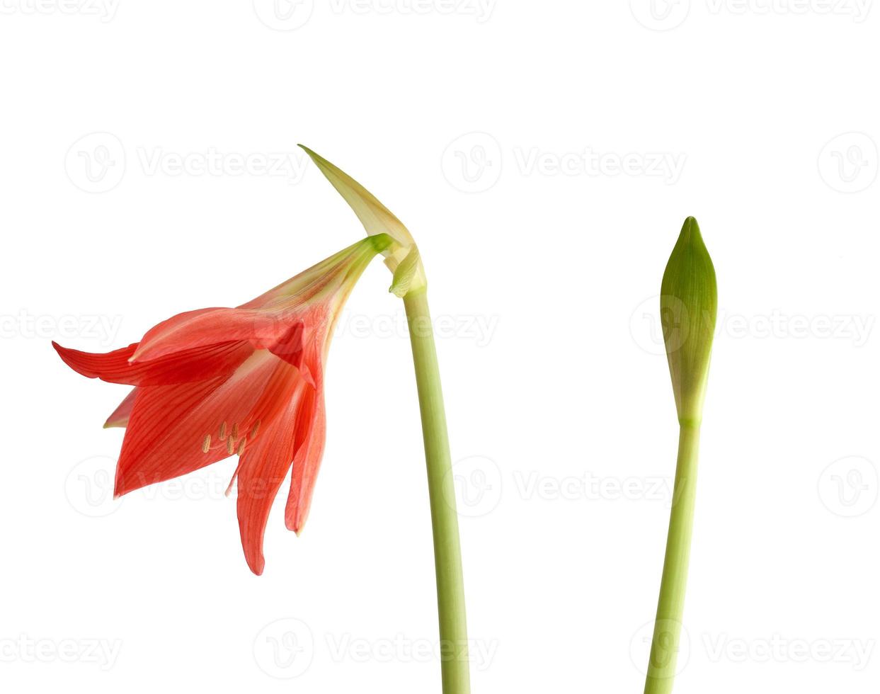 hippeastrum striatum blooming red bud isolated on white background photo