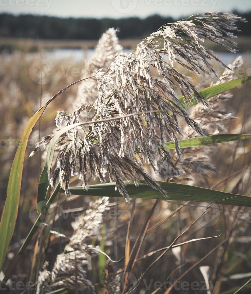 dry stalks of reeds at the pond sway in the wind on an autumn day photo