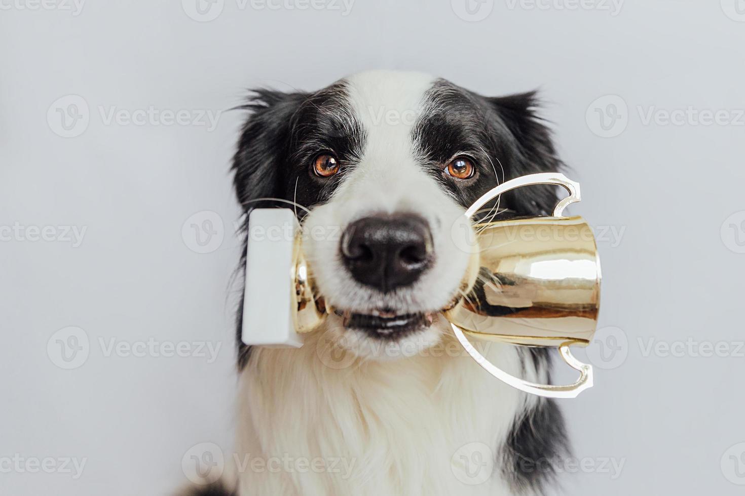 Cute puppy dog border collie holding gold champion trophy cup in mouth isolated on white background. Winner champion funny dog. Victory first place of competition. Winning or success concept. photo