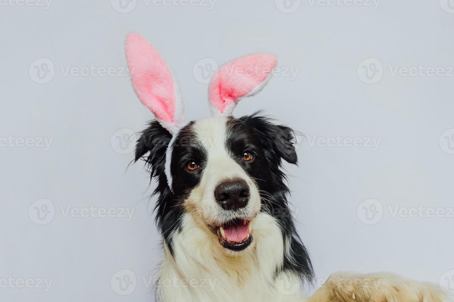 feliz concepto de pascua. preparación para las vacaciones. lindo cachorro gracioso border collie con orejas de conejo de pascua aislado en fondo blanco. tarjeta de felicitación de primavera. foto