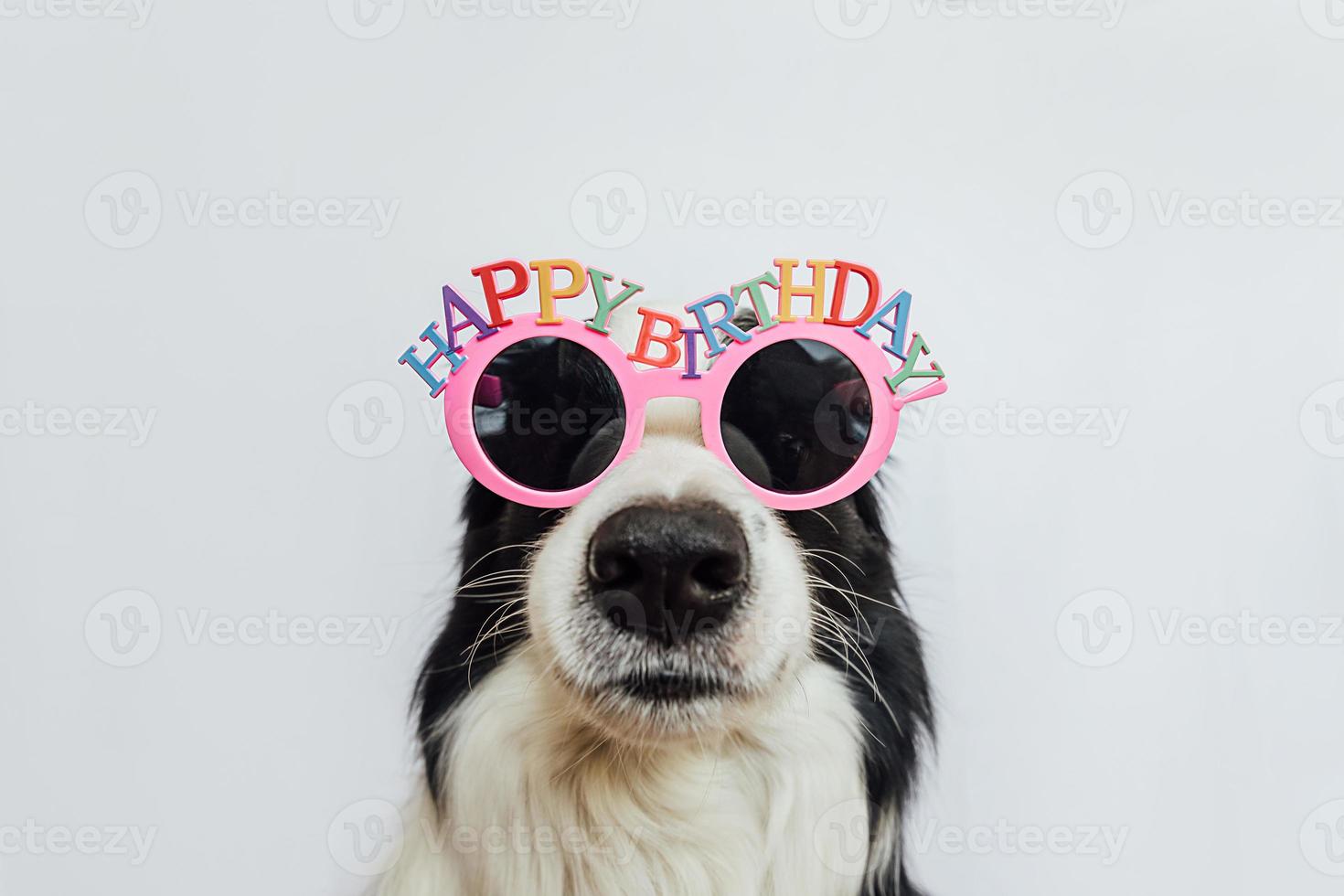 concepto de fiesta de feliz cumpleaños. Gracioso lindo cachorro border collie usando anteojos tontos de cumpleaños aislado sobre fondo blanco. perro mascota el día del cumpleaños. foto