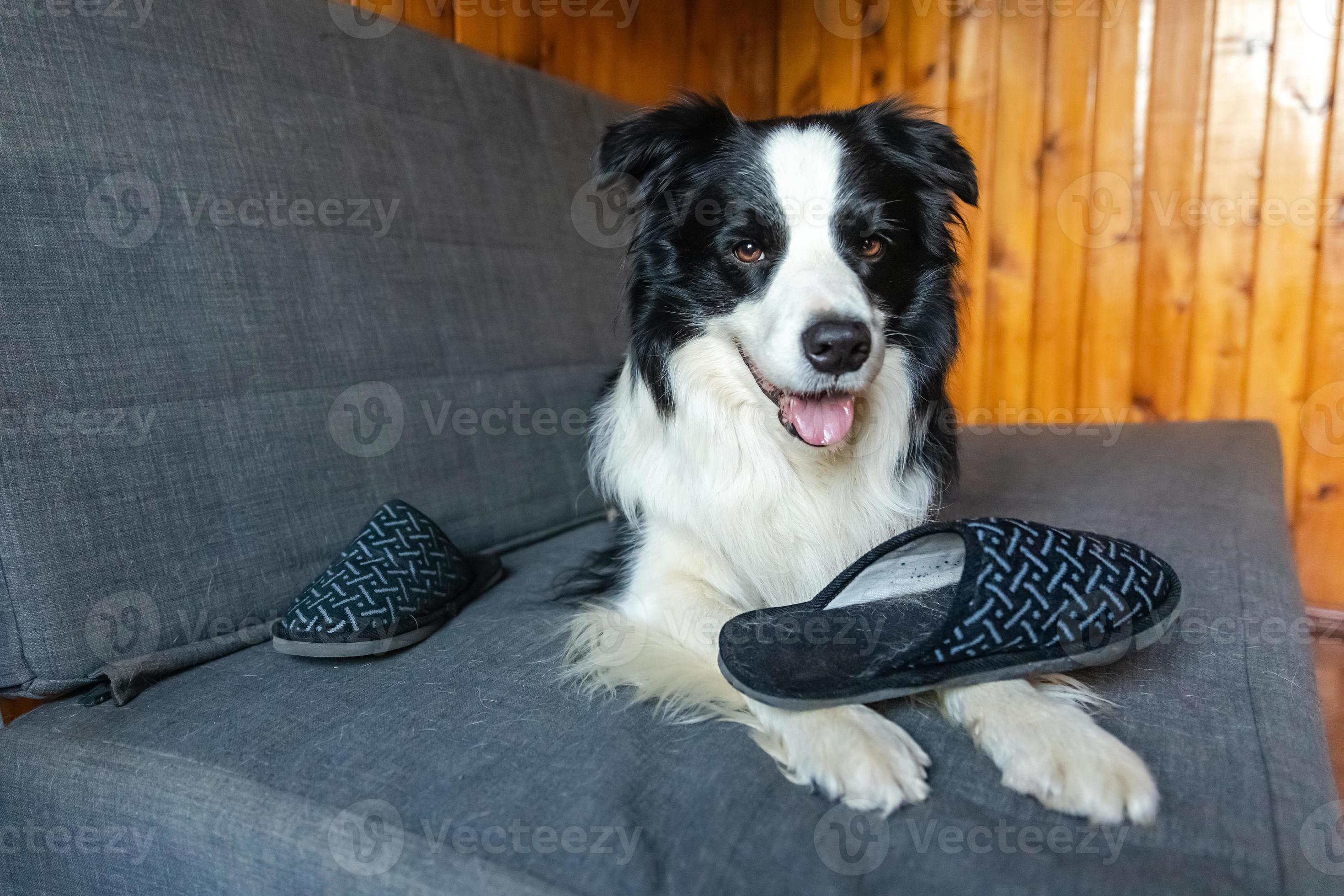 Naughty playful puppy dog border collie after mischief biting slipper