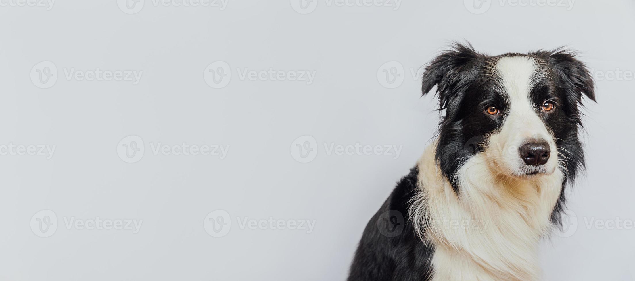 Cute puppy dog border collie with funny face isolated on white background. Cute pet dog. Pet animal life concept. Love for pets friendship companion. photo