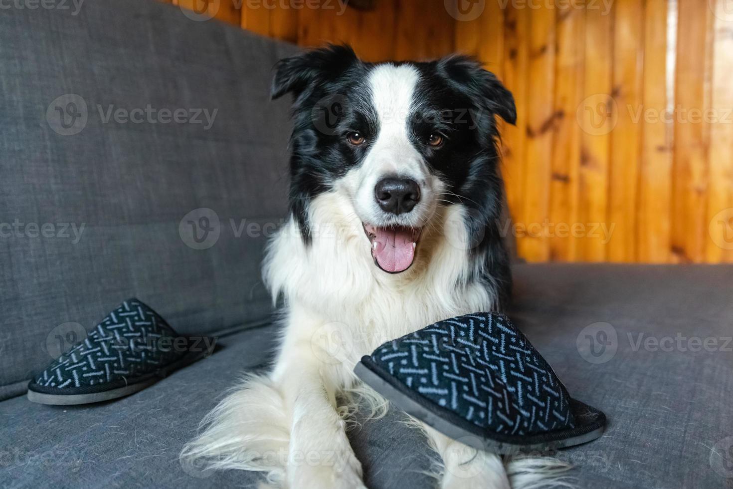 Naughty playful puppy dog border collie after mischief biting slipper lying on couch at home. Guilty dog and destroyed living room. Damage messy home and puppy with funny guilty look. photo