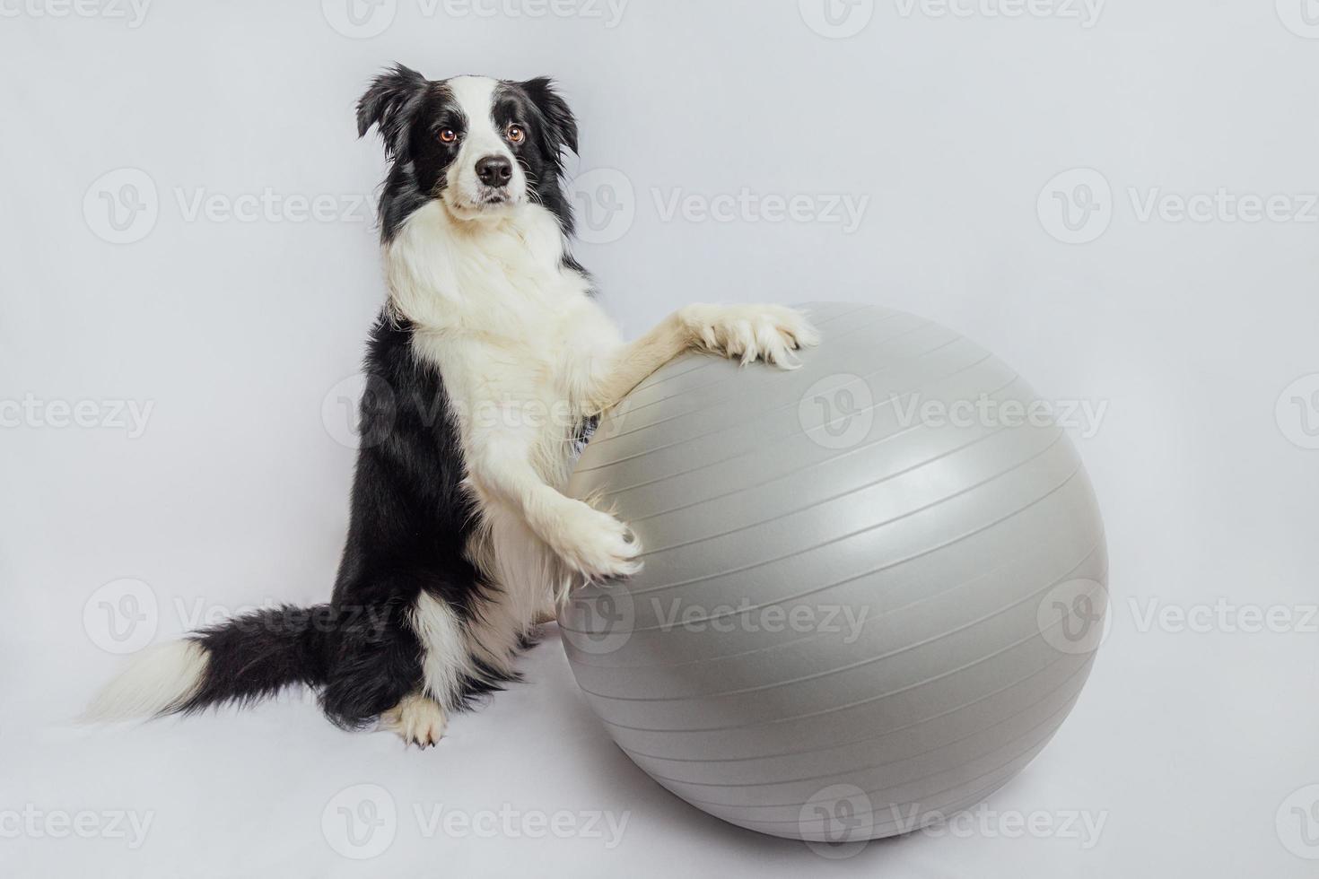 Gracioso lindo cachorro border collie practicando yoga lección con ejercicio fitness ball aislado sobre fondo blanco. perro mascota haciendo ejercicio con pelota de yoga en el gimnasio. pelota suiza. concepto de estilo de vida saludable deportivo. foto