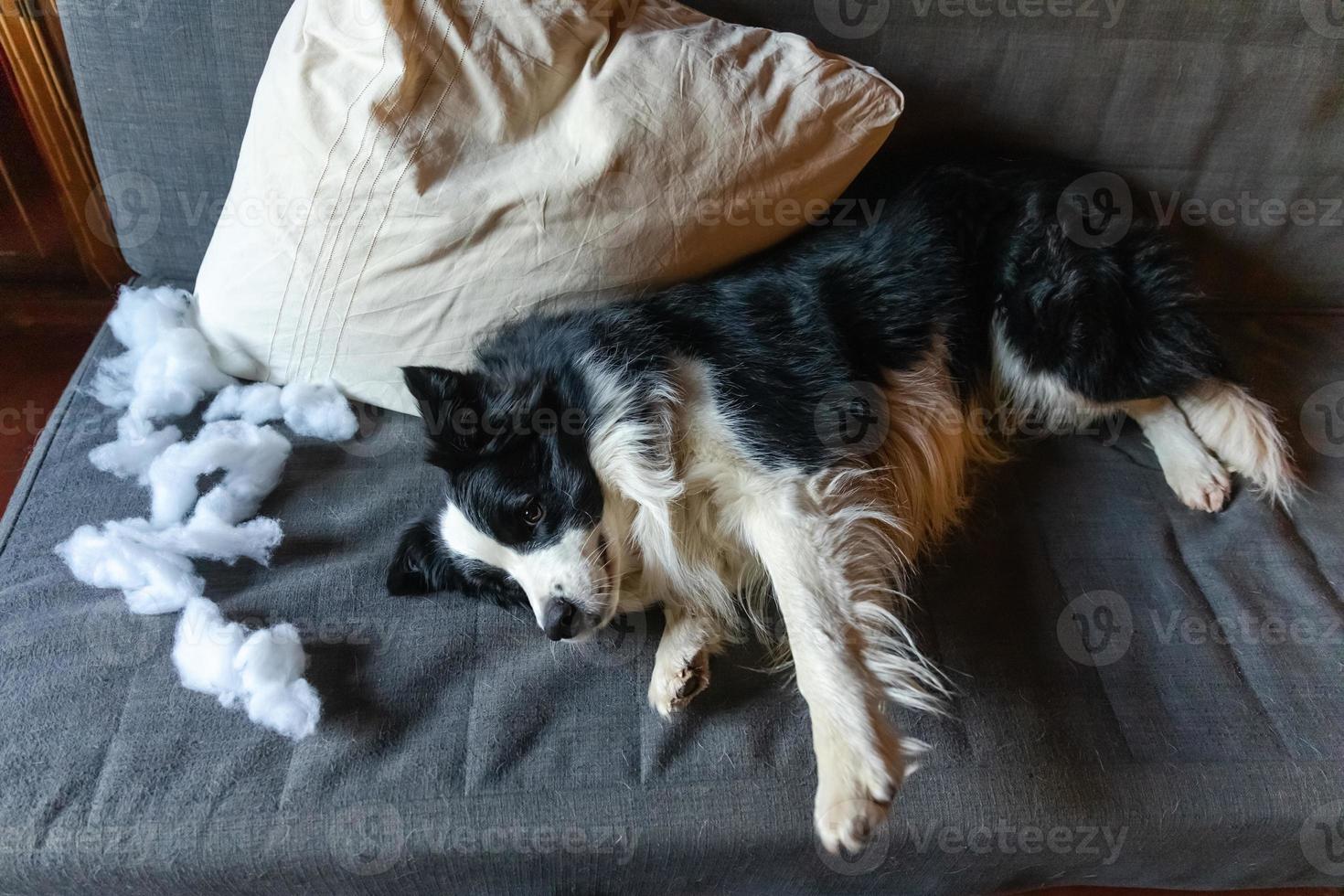 un travieso cachorro juguetón border collie después de una travesura mordiendo una almohada tirada en el sofá en casa. perro culpable y sala de estar destruida. daña el hogar desordenado y el cachorro con una mirada divertida y culpable. foto