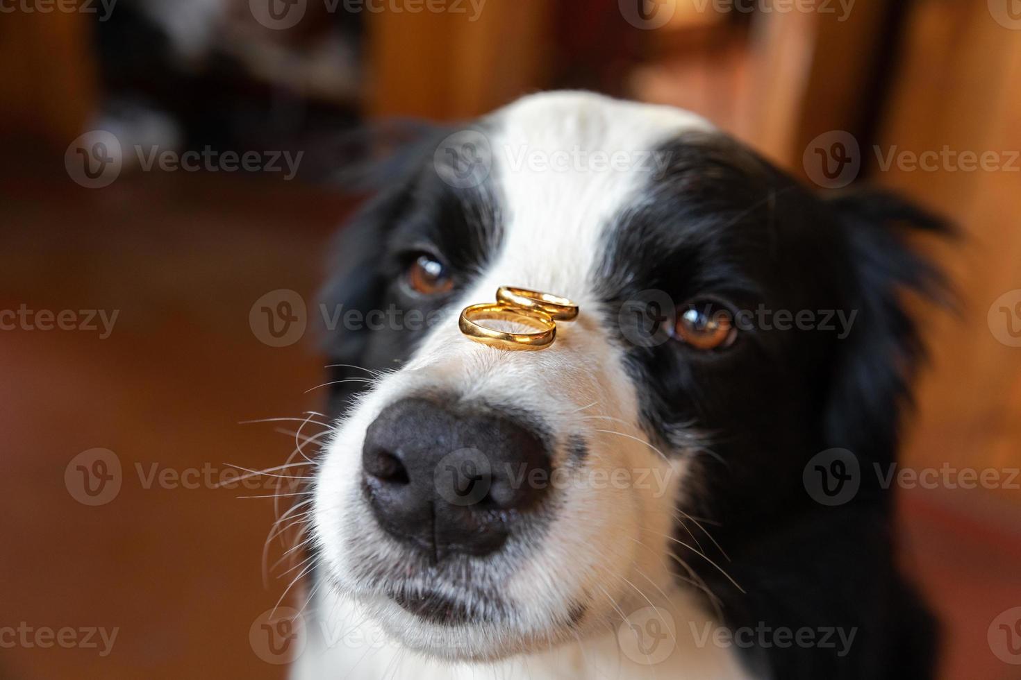 Te casarías conmigo. retrato divertido de un lindo cachorro border collie sosteniendo dos anillos de boda dorados en la nariz, de cerca. compromiso, matrimonio, concepto de propuesta. foto