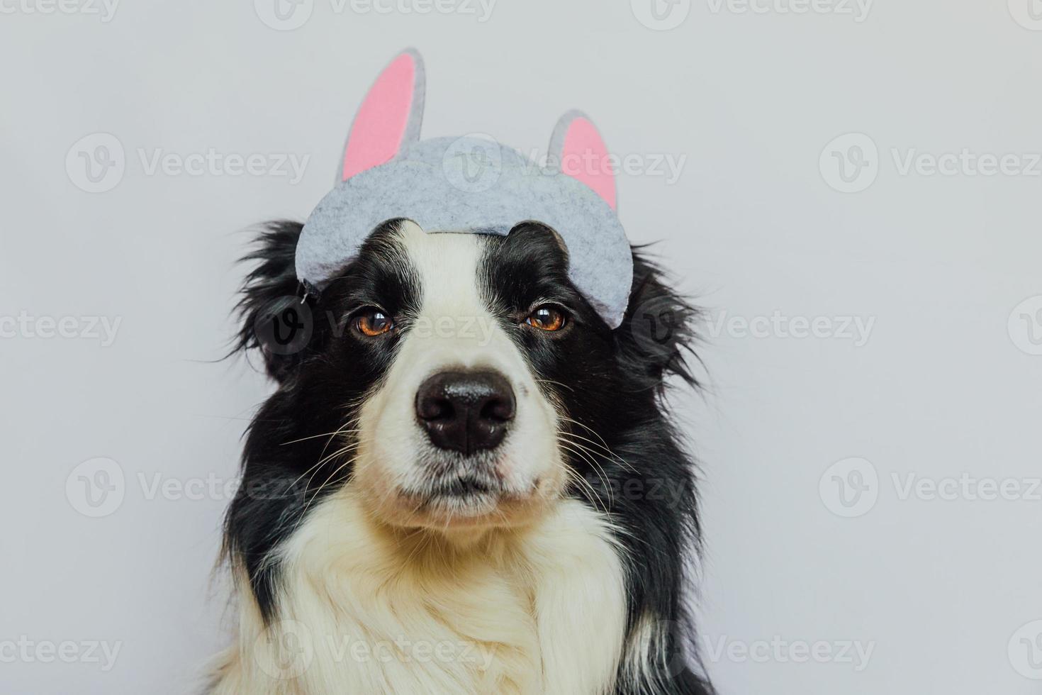 Happy Easter concept. Preparation for holiday. Cute funny puppy dog border collie wearing Easter bunny ears isolated on white background. Spring greeting card. photo