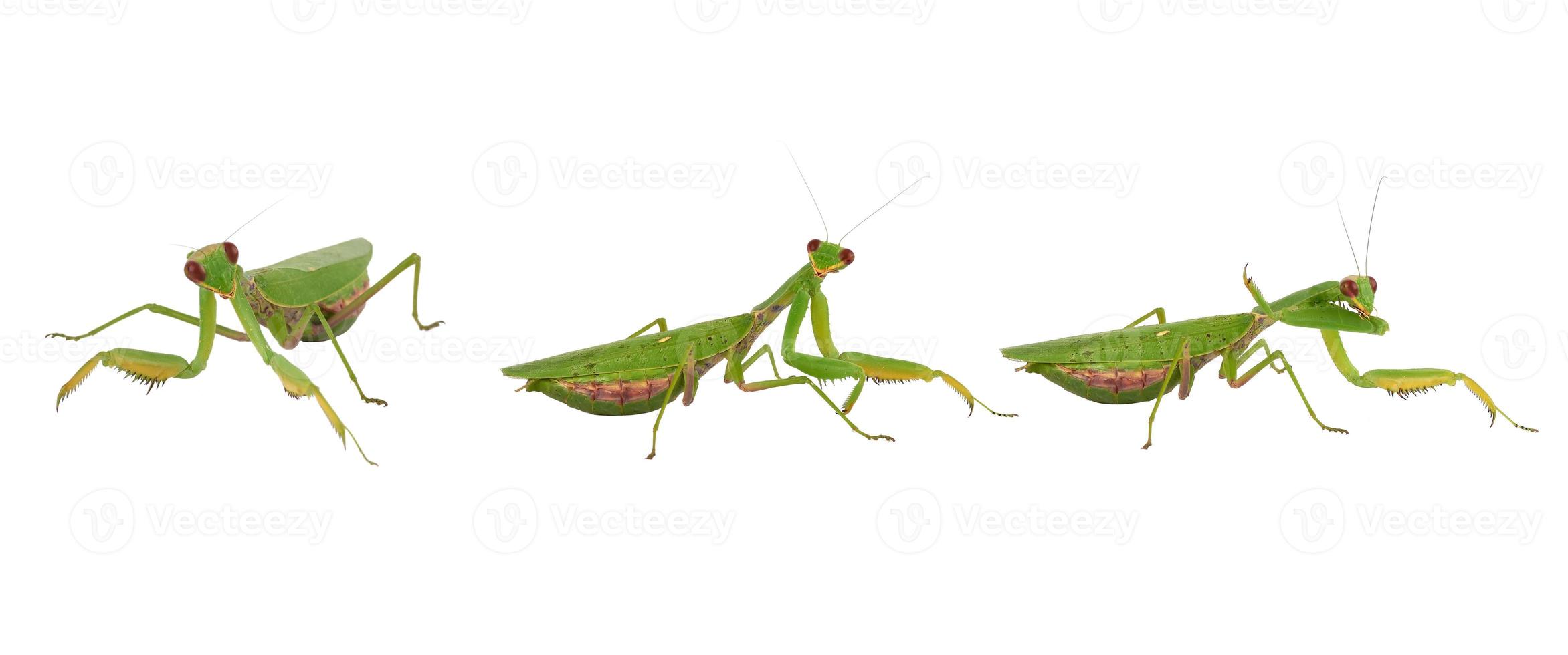 tres mantis verdes sobre un fondo blanco, insectos en diferentes poses foto