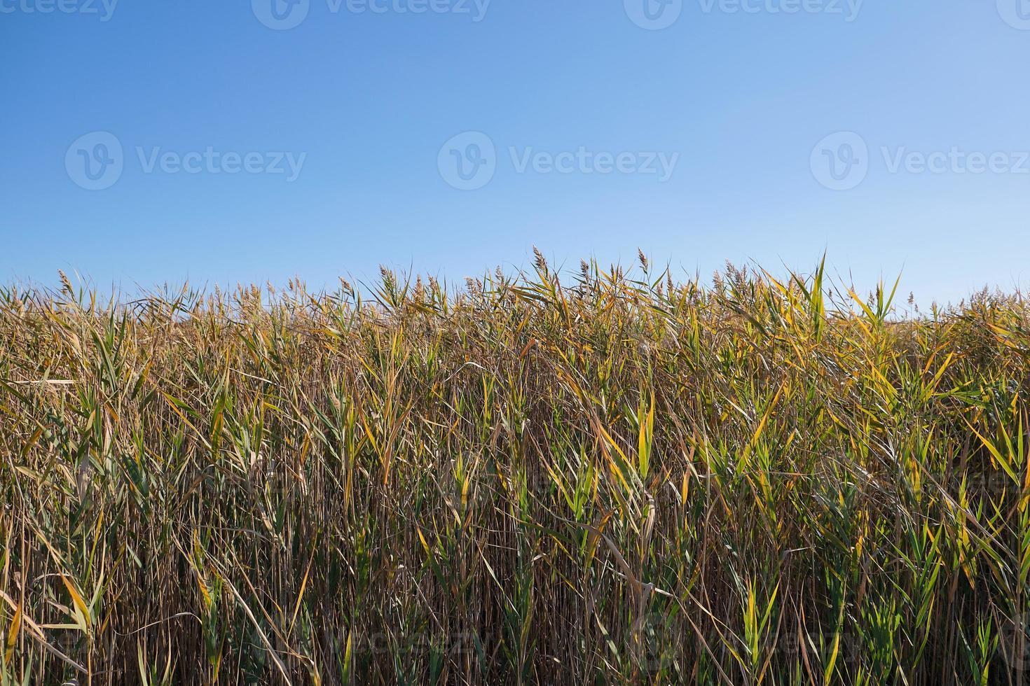 tallos secos de juncos en el estanque se mecen en el viento en un día de otoño foto