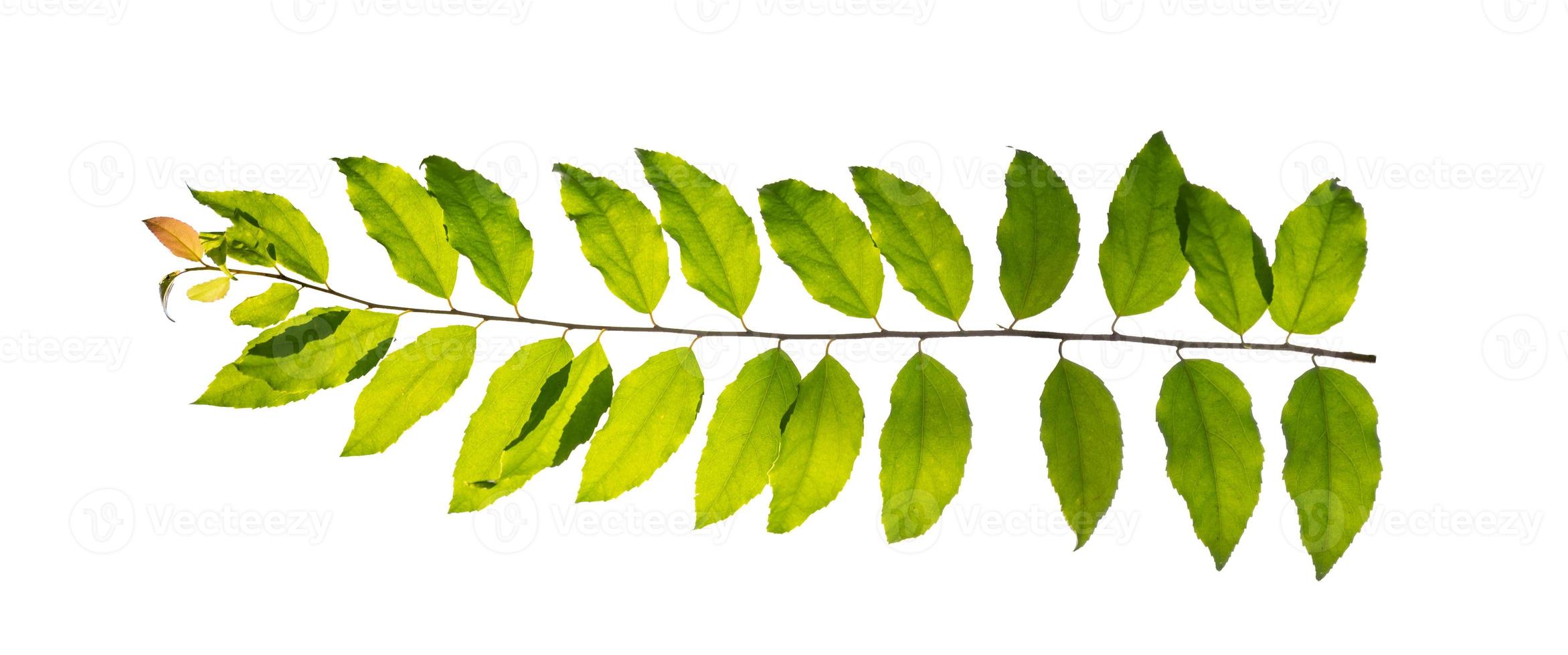 leaf vine isolates on a white background photo