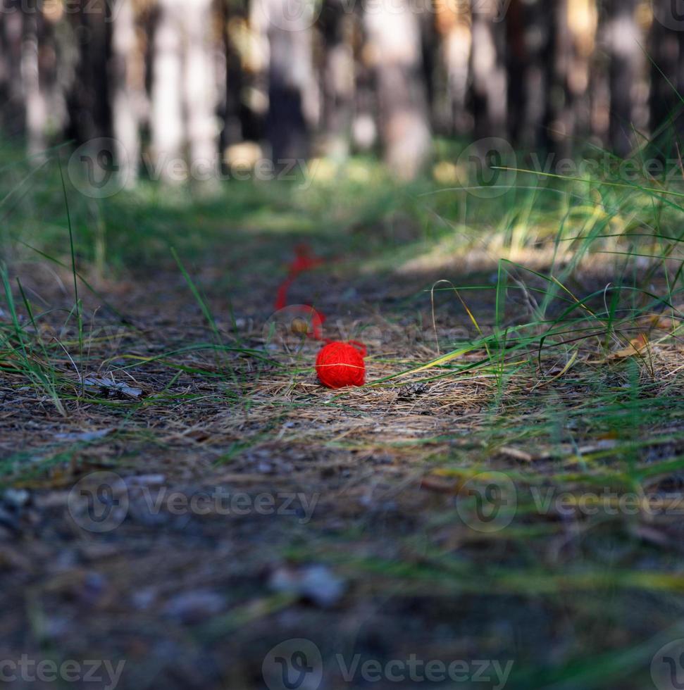unwound small red ball of wool yarn on a footpath in the middle of a pine forest photo