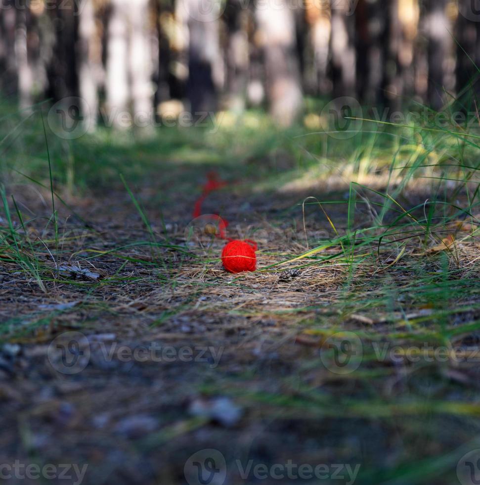 pequeña bola roja de hilo de lana desenrollada en un sendero en medio de un bosque de pinos foto