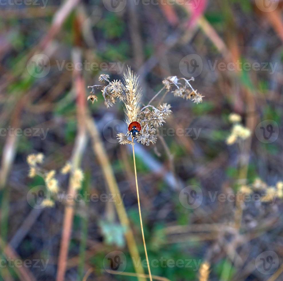 mariquita se sienta en una rama seca de una flor en el bosque foto