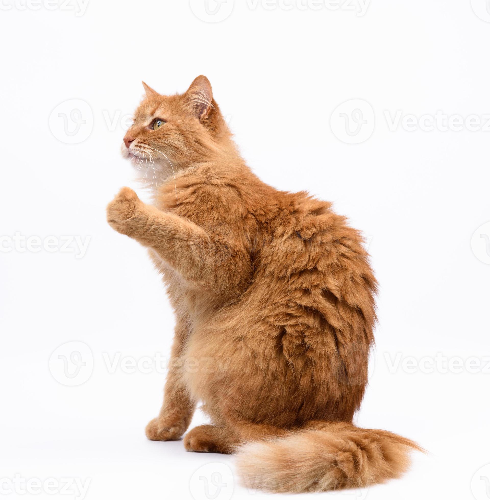 adult red cat sits sideways and raised its front paws up 19427142 Stock