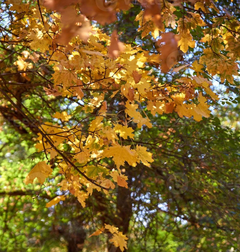 parque de la ciudad de otoño con árboles y hojas amarillas secas foto