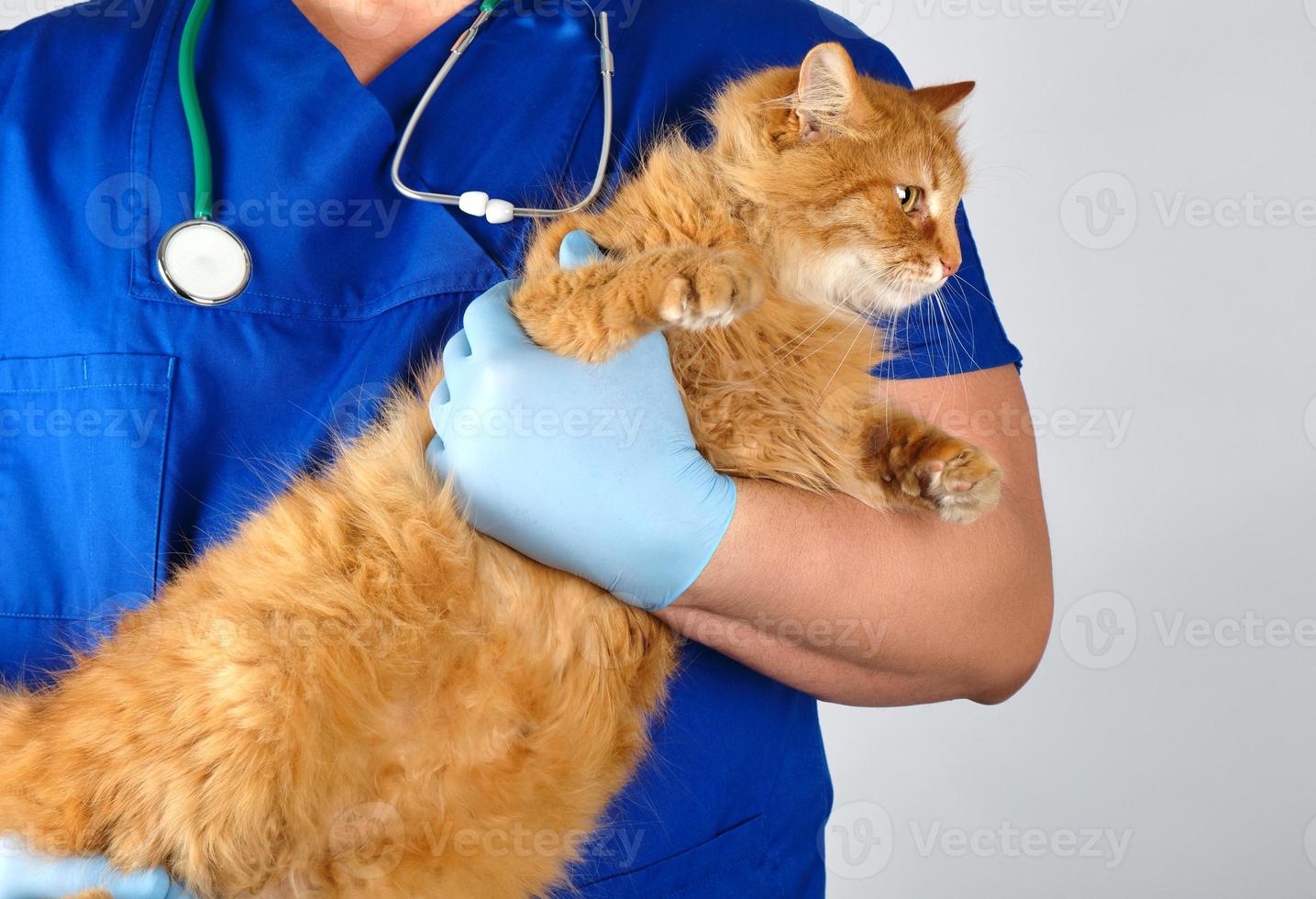 veterinario con uniforme azul y guantes de látex estériles sostiene un gran gato rojo esponjoso foto