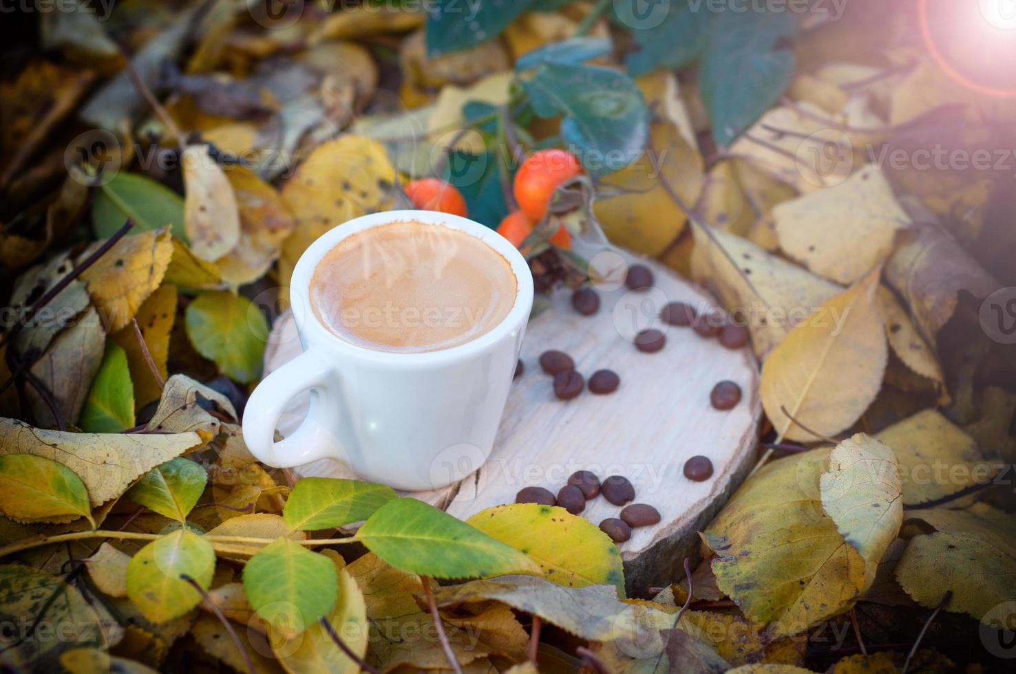 taza de café entre las hojas amarillas caídas a la luz del sol, foto