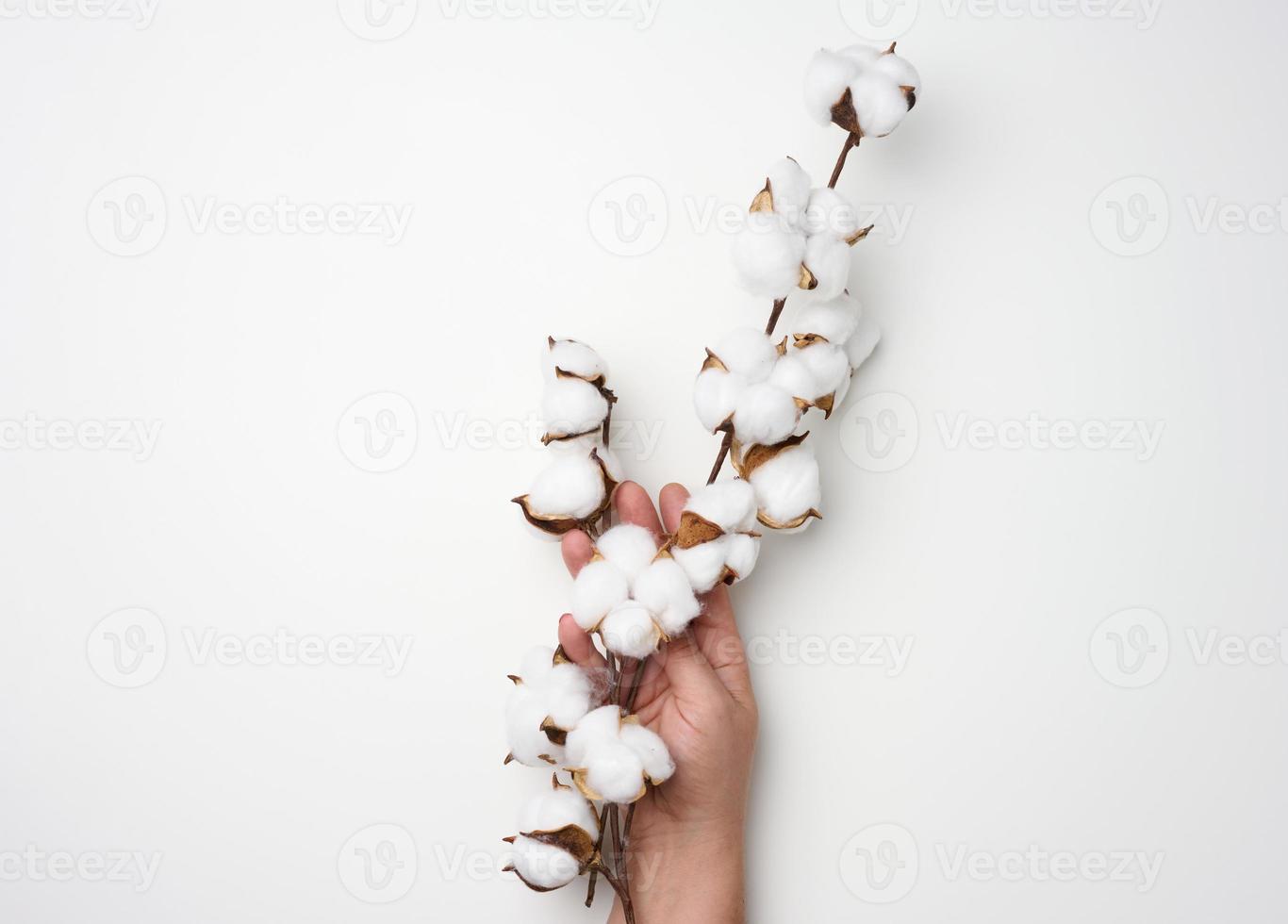 female hand holding a twig with cotton flowers on a white background photo