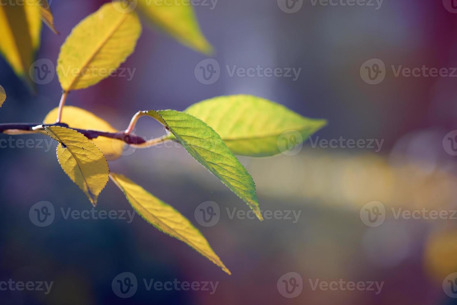 cherry branch with green and yellow leaves in autumn sunny day photo