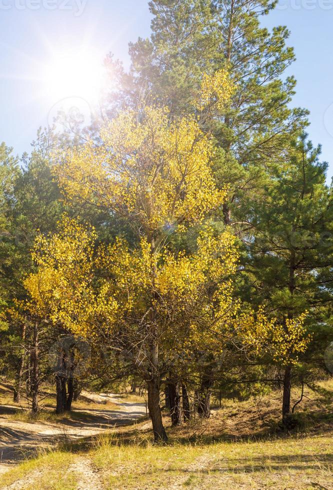 poplar with yellow leaves on the edge of a pine forest photo