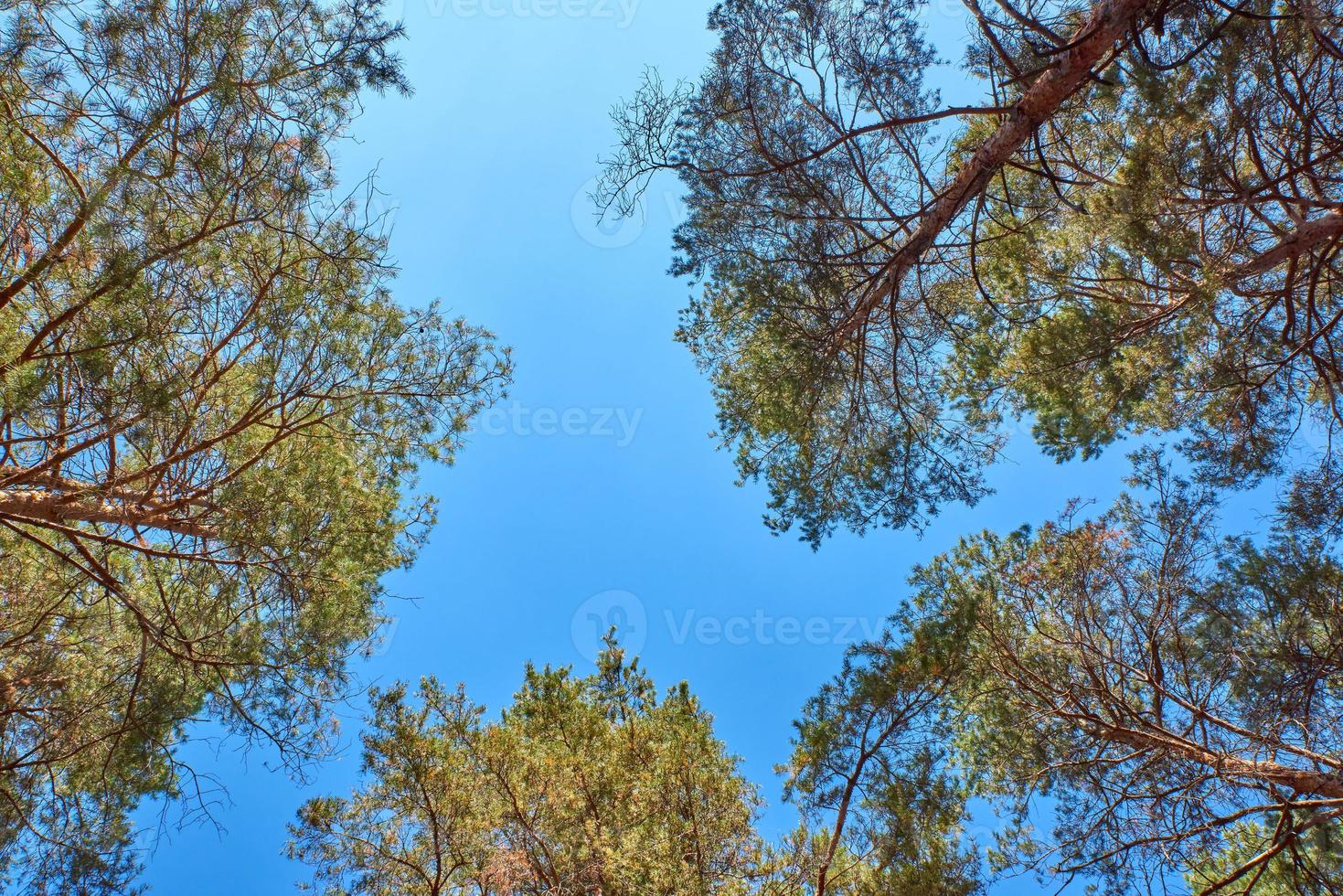 pinos altos y sus coronas contra el cielo azul foto